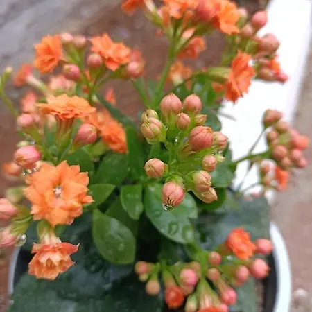 Vienna 3*